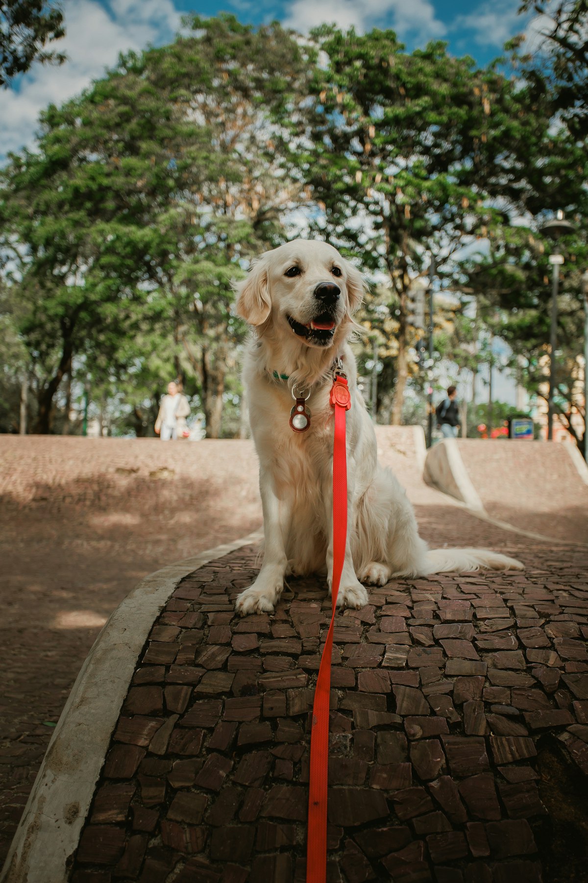 Happy dog