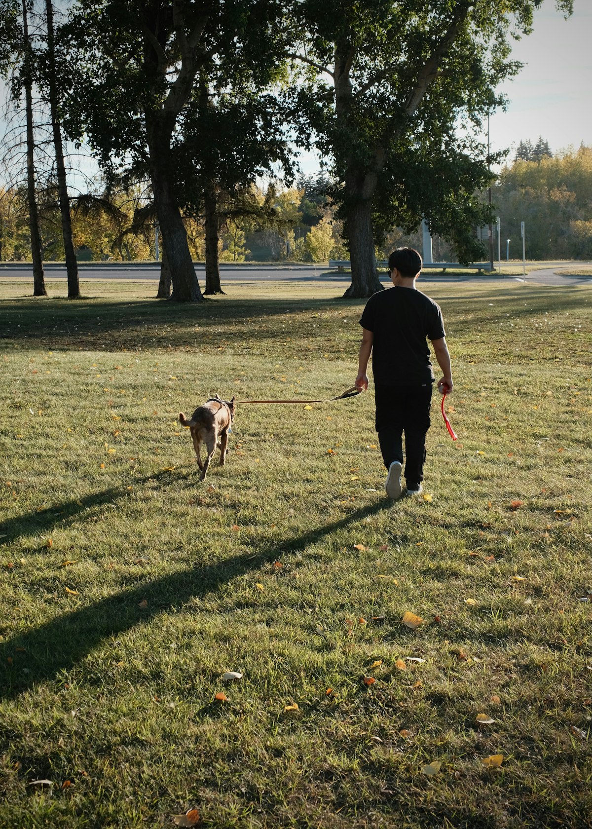 Dog on a leash