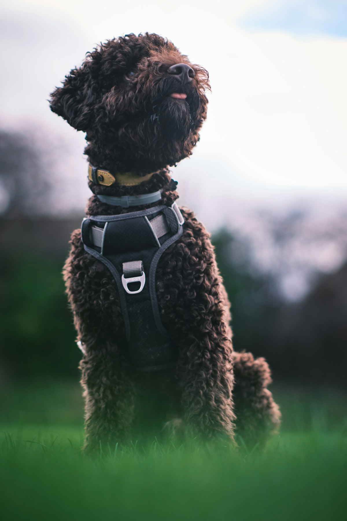 Dog wearing a harness